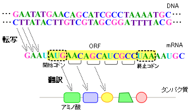 タンパク質ができる仕組み