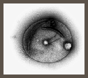 Pyrococcus horikoshii OT3 図