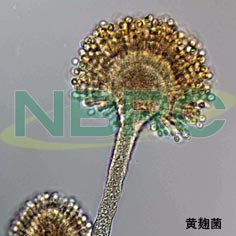 微生物画像の提供