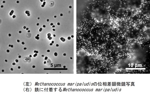 画像:Methanococcus maripaludis